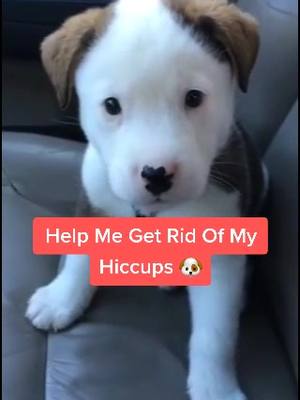 A post by @puppiesnet on TikTok caption: Do you ever get Hiccups or Nah? 🐶 How do you get rid of them? | 📸: YT/Matthew Kennelly#foryou #hiccup #hiccupmode #puppycute #cutepuppy #helpmepls