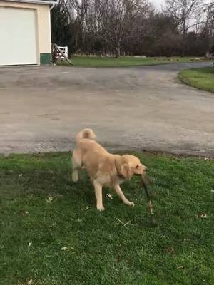 A post by @rudy_the_golden on TikTok caption: #foru #pets #foryou #foryourpage