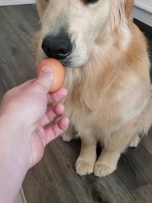 A post by @doug.the.dawg on TikTok caption: Did so good! The ears helped 🐰#eggchallenge #goldenretriever #dog #funny #doggo