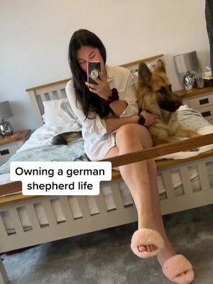 A post by @amie_laura on TikTok caption: Hate or love them? #germanshepherd #PetsOfTikTok #fyp #foryou #petcheck