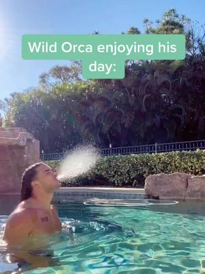 A post by @robertparentjr on TikTok caption: How SeaWorld gets their orcas #tiktoksea #seaworld #foru #foryourpage