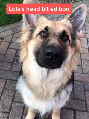 A post by @amie_laura on TikTok caption: She lives for head tilts #sweetdreamschallenge #sweetdreams #headtilt #germanshepherd #fyp #PetsOfTikTok #foryou