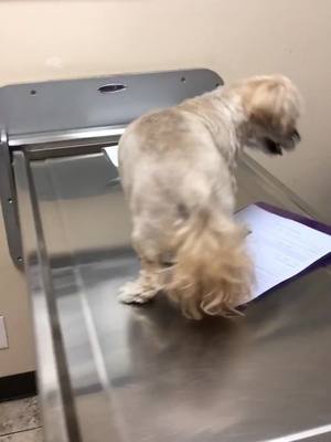 A post by @hellosnuffles on TikTok caption: Doctor Checkup! Snuffles doin’ his own paperwork #healthy #dog #tiktokpartner