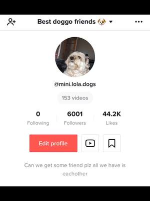 A post by @mini.lola.dogs on TikTok caption: Thankyou so much for all the support ❤️.  Sooooooo close to a face reveal at 50k