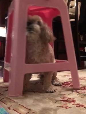 A post by @hellosnuffles on TikTok caption: I caught you Snuffles! #cute #puppy #tiktokpartner