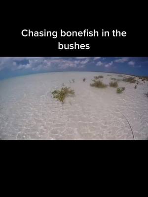 A post by @greggranstad on TikTok caption: Bonefish always trying to break you off #saltwaterfishing #riseandshine #bahamas #flyfishing #bonefish #tropical