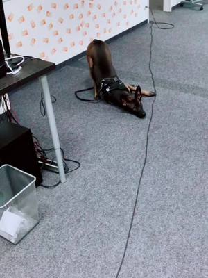 A post by @petricoresys on TikTok caption: Wollt ihr mehr Hundevideos? Da die Frage schon häufiger kam, Kurosh ist ein Mali :D #office #officedog #hund #bürohund