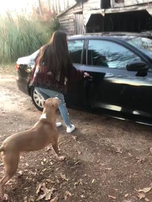 A post by @takis69420 on TikTok caption: Surprised my girlfriend on her birthday by taking her to see her favorite dog that had to go back to its original owner :( #xyzbca