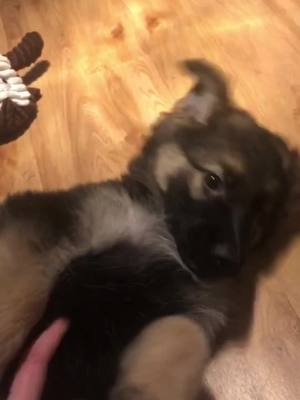 A post by @amie_laura on TikTok caption: Cute little Lola #germanshepherd #PetsOfTikTok #fyp #viral #cutepuppy