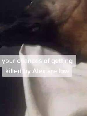 A post by @alex.the.shepherd on TikTok caption: Dont forget that...  #foryoupage#fy  #viral#foryou#trend#dogsoftiktok   #foryourpage