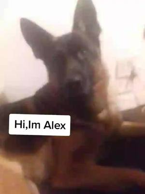 A post by @alex.the.shepherd on TikTok caption: say hi to Alex 👋 #foryourpage#hi  #shepherd#viral#fyp#foryou#hello #foryoupage#dogsoftiktok#sayhi