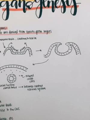 A post by @holyandblameless on TikTok caption: something new! hope you like it! ***i REWRITE my notes, i don’t do this in class*** comment more ideas!🌟 #fyp #foryoupage #Vlogmas #study