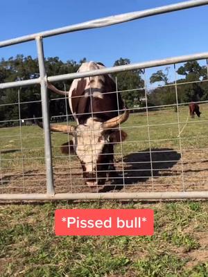 A post by @couturechandler on TikTok caption: Idk how I convinced my bro to do this... #sped #fyp #foryoupage #xyzbca #bull