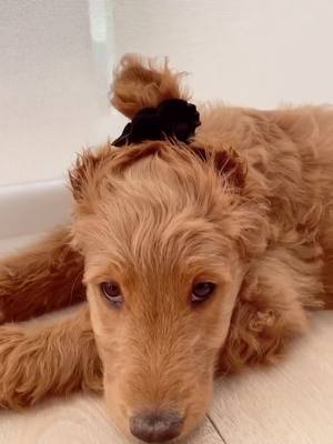 A post by @rexingtonthedood on TikTok caption: Man bun 💯 #viral #bunchallenge #bun #dogsoftiktok #puppy #chilling #weekendmood #dogs #fyp