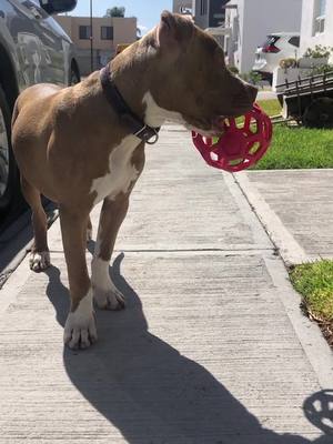 A post by @bruce_elpitbull on TikTok caption: Soy un “pequeño” y bonito pitbull. 🥰 #dogtiktoker #pitbulllove #pitbulldog