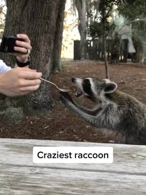 A post by @greggranstad on TikTok caption: Crazy raccoon begging for food #raccoon #Outdoors #animal #fyp #fishing #hungry