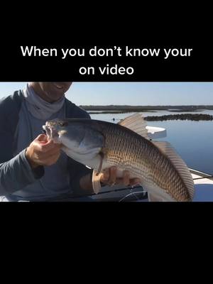 A post by @greggranstad on TikTok caption: Didn’t know they were recording #flyfishing #fyp #fishing #redfish #riseandshine