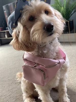 A post by @boniver.lollypop on TikTok caption: #cutedog #doglife #doglove #animal #cute #PetsOfTikTok #loveher #boniverlollypop #cute #fyp #foryoupage #family #ilovedogs