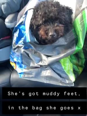 A post by @darcy_doo_dog on TikTok caption: When she has muddy feet and you don’t want her to make the car muddy😂x