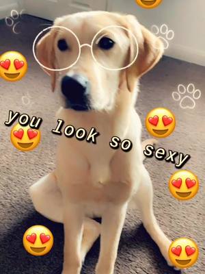 A post by @woodyadog on TikTok caption: haha @beauadog !! #fyp #viral #feautureme #duet #doggo