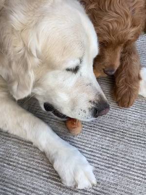 A post by @rexingtonthedood on TikTok caption: Hope your day is as sweet as this... #goldenretriever #puppylove #doggies #dogsoftiktok #foryou