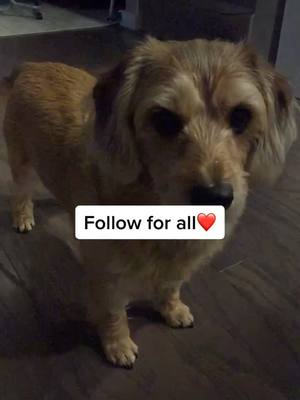 A post by @thebeaglenamedmagic on TikTok caption: ⚠️FLASH WARNING⚠️ #foryou #xyzcba #dogsoftiktok