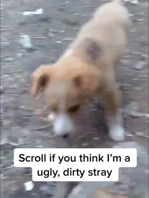 A post by @biggietherescuepup on TikTok caption: #fyp #foryou #foryoupage #foryouu #danceAwesome #puppy #viral #trending #fypage #PetsOfTikTok #rescuepup