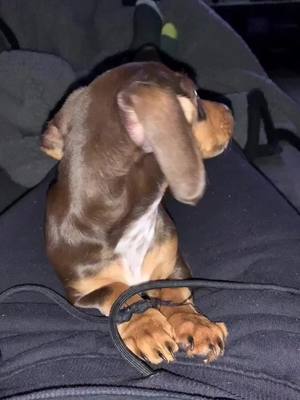 A post by @rosie_mks on TikTok caption: #minidachshund #fyp #mini #dacshund