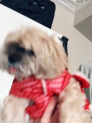 A post by @hellosnuffles on TikTok caption: Happy New Year from Snuffles!! #tết #dog #cute #newyear #dance