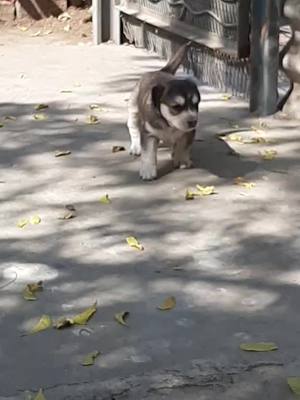 A post by @rushiraj_1123 on TikTok caption: #tik_tok #petlover #treanding