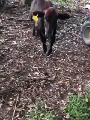 A post by @naisbett on TikTok caption: I went to go see if she was ok and she ran me over instead😂 #crazy #farmlife #animals