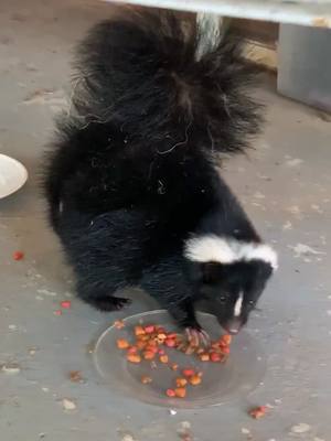 A post by @naisbett on TikTok caption: The cat almost got us both smelling #skunk #farmlife