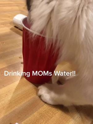 A post by @kerrkat89 on TikTok caption: He always thinks my water is better then his!!