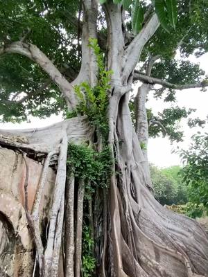 A post by @paidimou on TikTok caption: Cet arbre centenaire recouvre une ancienne prison en Guadeloupe. 😍 #nature #guadeloupe #carribean #antilles #travel #tree #foryou #pourtoi