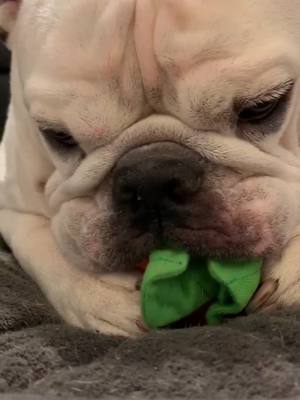 A post by @raptorface15 on TikTok caption: He does this to any toy he loves! He usually does this right before he goes to sleep or when he first wakes up. #puppy #englishbulldog #alarmclock