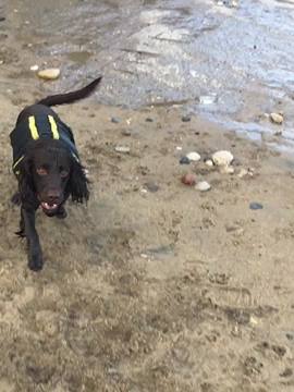 A post by @henrythesprocker on TikTok caption: I wanna hold em😳♾ #henry #foryoupage #beach #water #sea #ocean #xdog