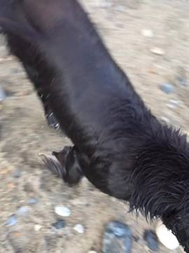 A post by @henrythesprocker on TikTok caption: I’m nasty I’m evil👿 #shiphim #foryoupage #henry #sprocker #sea #ocean #beach