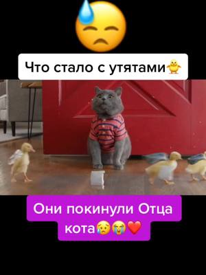 A post by @piano_rol on TikTok caption: #что#стало#с#утятами#продолжение#грусть#отец#кот#рекомендации#печаль#видео#с#чувствами 🐱❤️🐥