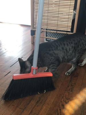 A post by @finforthe.win on TikTok caption: Wait for it... #broomchallenge #broom #cats #catsoftiktok