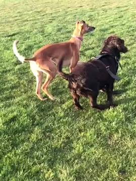 A post by @henrythesprocker on TikTok caption: 🥰🦋 { #henry - #foryoupage - #duo }