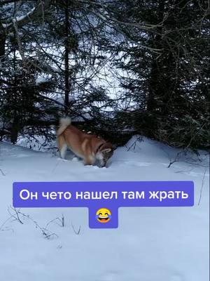 A post by @asstothemoon on TikTok caption: 🙃 #лайка #собака #собакен #красота #реки #втоп #топ #тренды #рекомендации #страх #страшно #страшилка