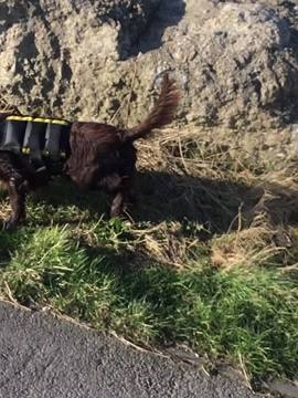 A post by @henrythesprocker on TikTok caption: Mm yeah 😎❤️ { #helsa - #sprocker - #foryoupage - #xdog }