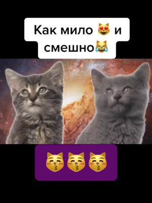 A post by @piano_rol on TikTok caption: #как#мило#и#смешно#котики#любовь#кайф#рекомендации#топчик#хочуврек 😽😻❤️ котики прекрасны 💥