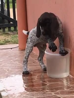 A post by @gspoftheday on TikTok caption: Can I fits? #puppy #cutepuppy #germanshorthair #water