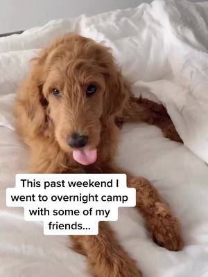 A post by @rexingtonthedood on TikTok caption: What a weekend! My humans were out of town and I had so much fun at camp! #dogsoftiktok #tiktokpets #puppylove #viral #adorable #playtime #puppies