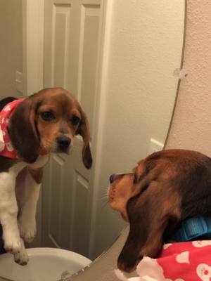 A post by @lexi.lou.beagle on TikTok caption: Mirror, Mirror💁‍♀️ #beaglesoftiktok #beaglepuppy #beagle #puppy #puppylove #mirror #fyp #dogsoftiktok