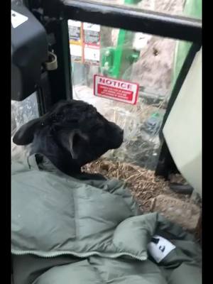 A post by @naisbett on TikTok caption: Suffered a spinal issue during birth and his mother was giving up on him so I took him in until I could get him better #farmlife #animalrescue