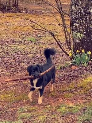 A post by @amber_marr13 on TikTok caption: Stormy found a stick 😂🐶 #foryoupage #dogsoftiktok #foundastick #UltraSmoothMoves #MakeTheLeap #AfterMyCoffee #likе #doglover