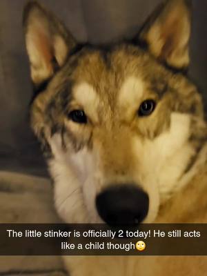 A post by @logan_and_kai on TikTok caption: happy birthday my big man❤❤🥳 #happybirthday #wolfdog #dogsoftiktok