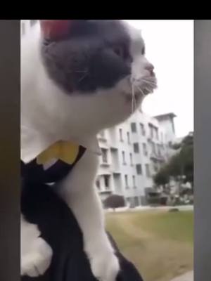 A post by @mialilianna8 on TikTok caption: #cat what did you say?